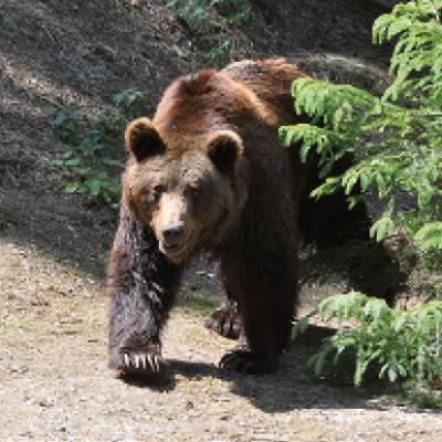 wildpark1.jpg